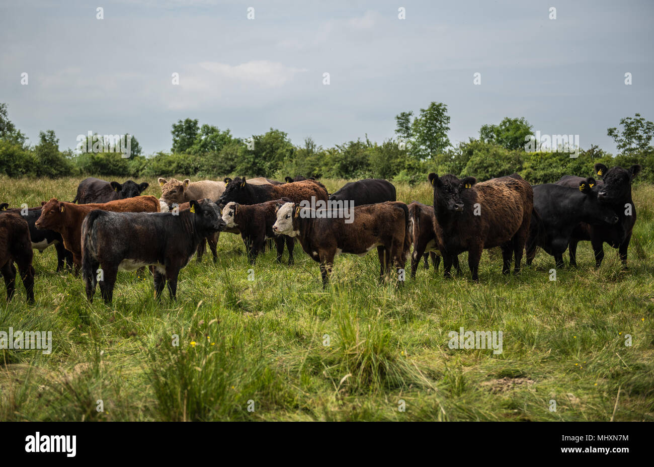 Galloway vacche con incroci vitelli di pascolare su pascoli magri in Cumbria. Foto Stock