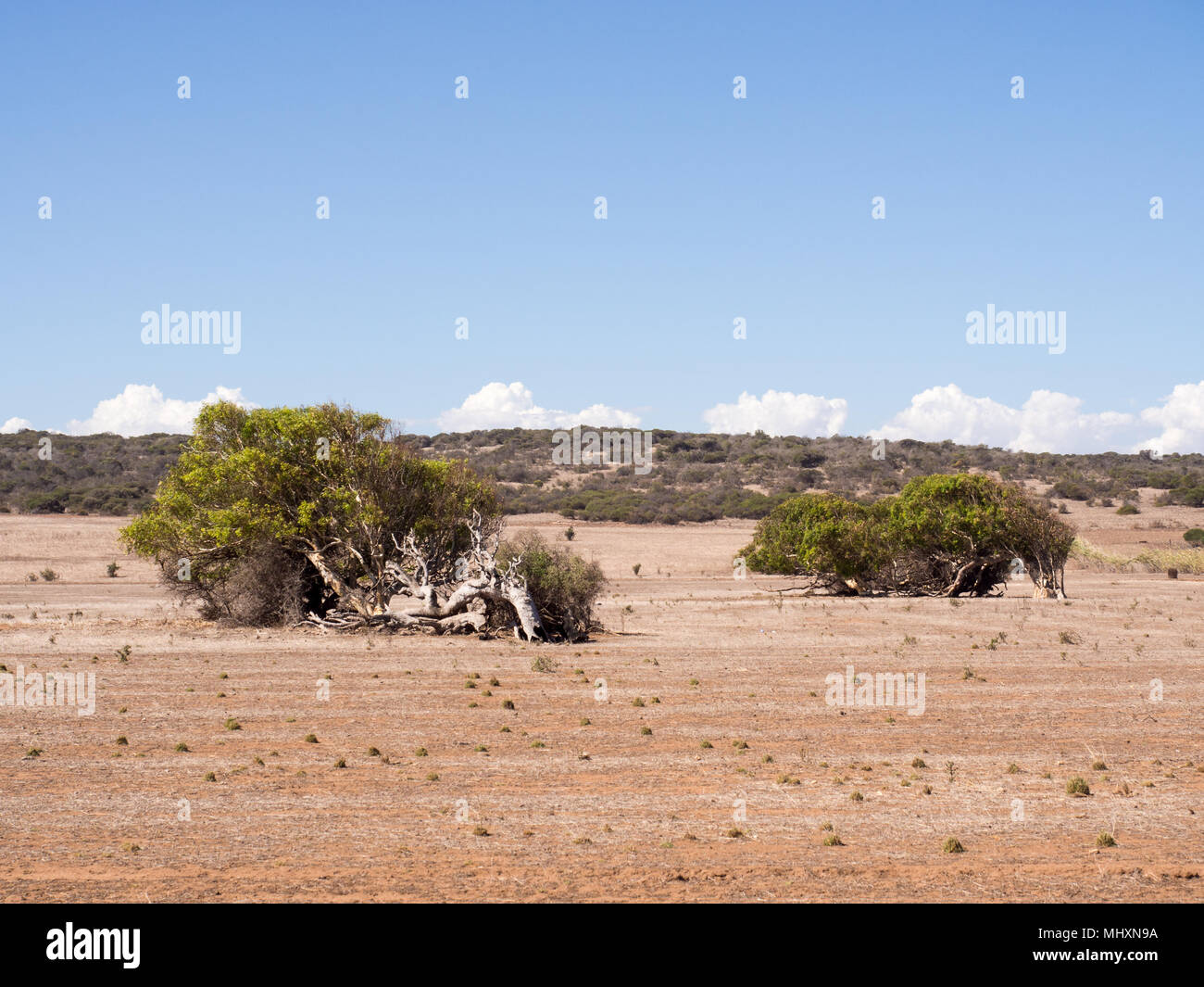 Pendente, alberi di eucalipto, camaldunlensis Greenough Geraldton, Australia occidentale Foto Stock