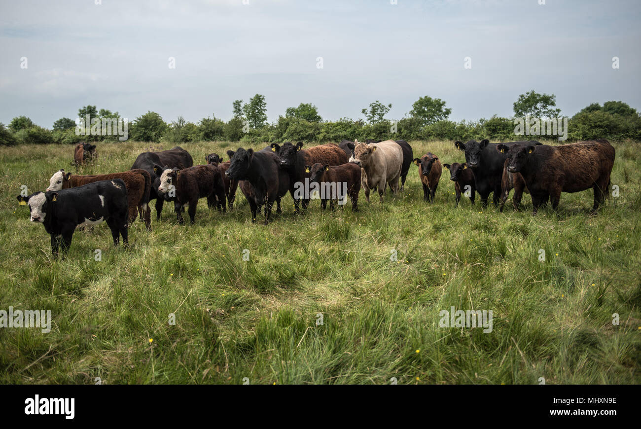 Galloway vacche con incroci vitelli di pascolare su pascoli magri in Cumbria. Foto Stock