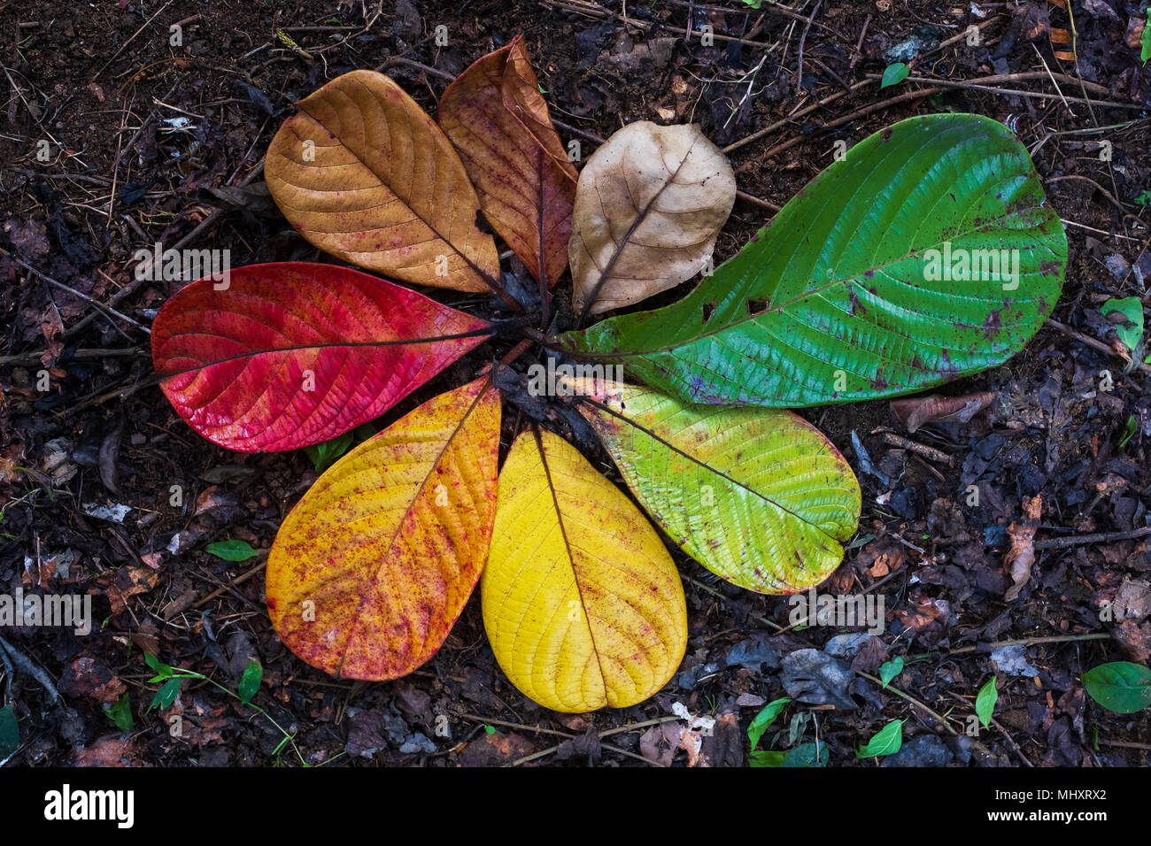 Autunno Maple Leaf transizione e concetto di variazione per la caduta e il cambiamento di stagione Foto Stock