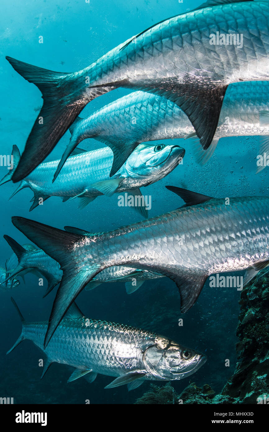 Riprese subacquee di grandi tarpon raccolta di pesce, Quintana Roo, Messico Foto Stock