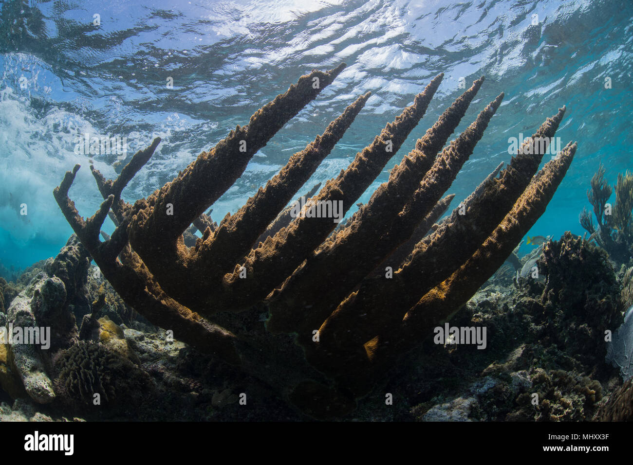 Riprese subacquee di elk horn coral vicino alla superficie, Quintana Roo, Messico Foto Stock