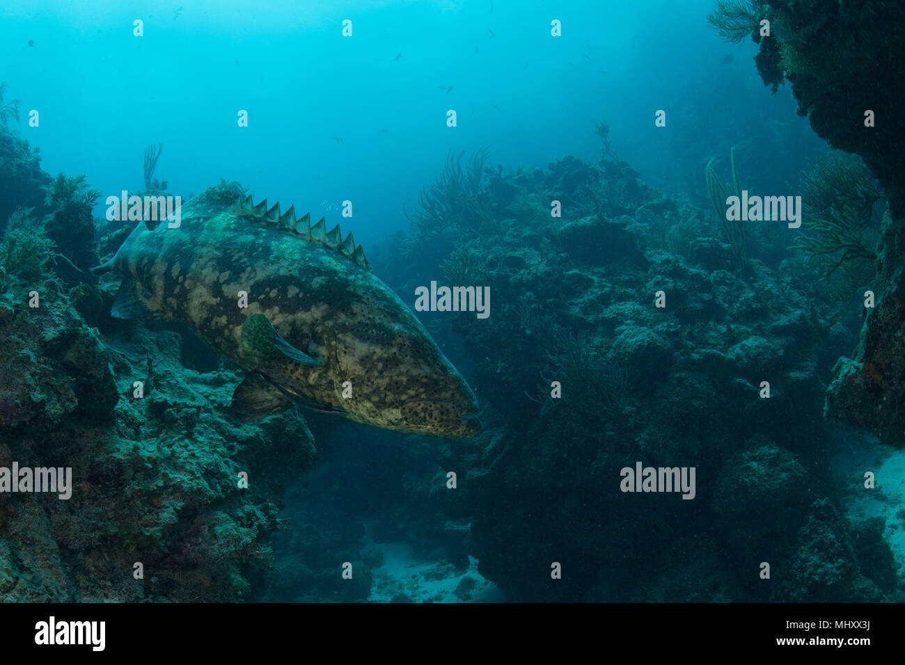 Riprese subacquee di Golia di cernia tra rocce, Quintana Roo, Messico Foto Stock