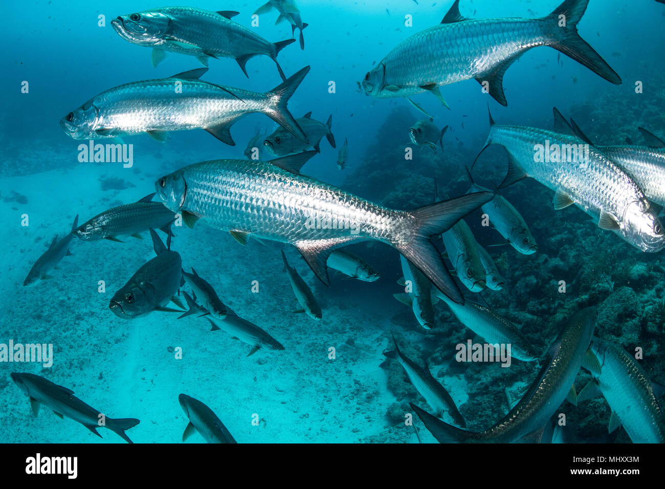 Riprese subacquee di grandi tarpon pesce nuotare, Quintana Roo, Messico Foto Stock