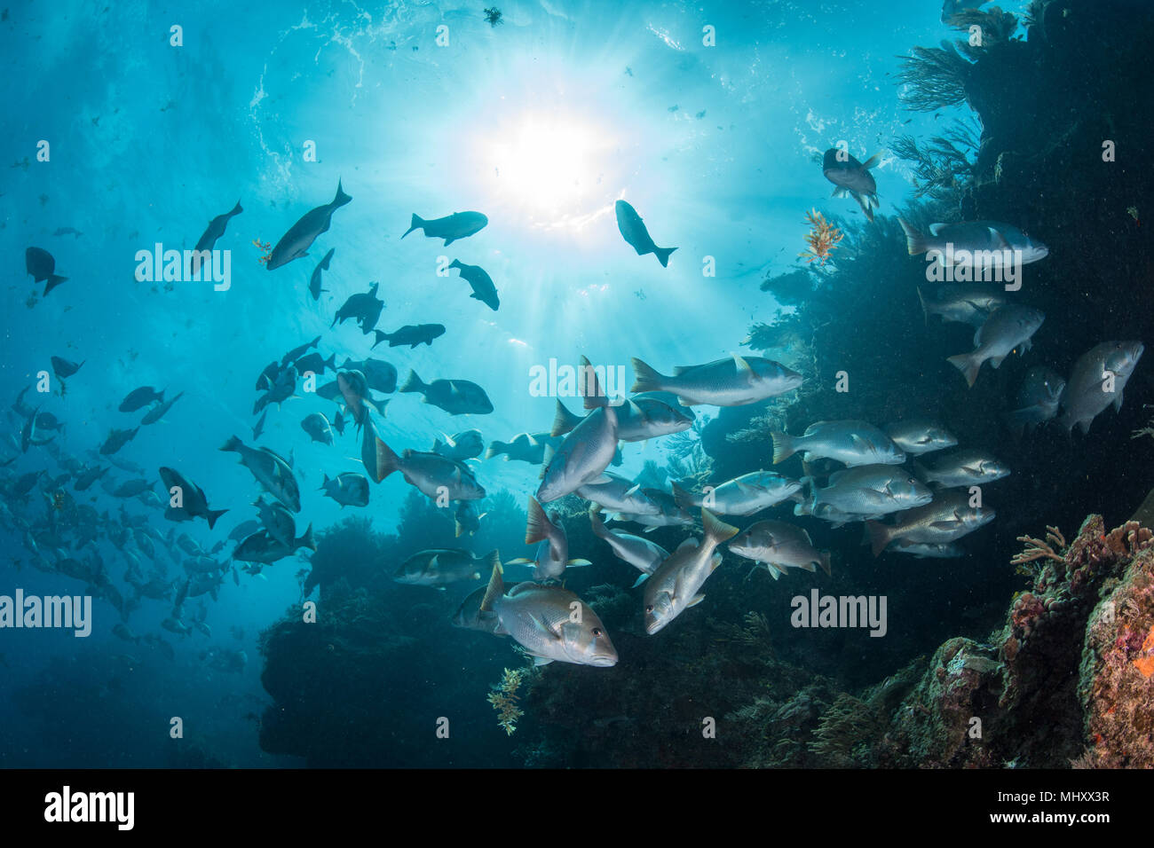 Riprese subacquee di red snapper shoal raccolta di mate, Quintana Roo, Messico Foto Stock