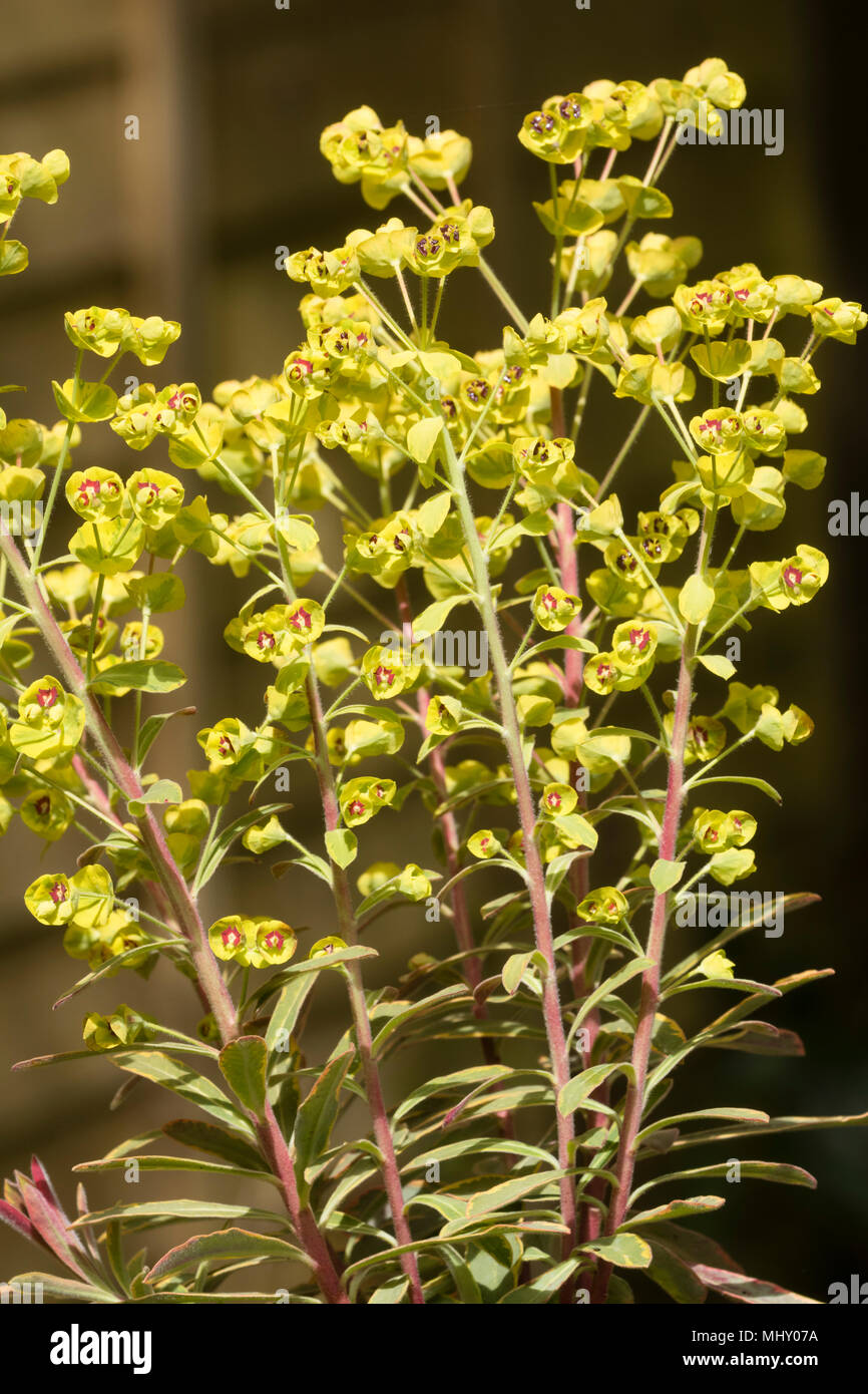 Dark eyed giallo fiori e fogliame variegato dell'euforbia sempreverdi, Euphorbia × martini " Ascot Rainbow' Foto Stock