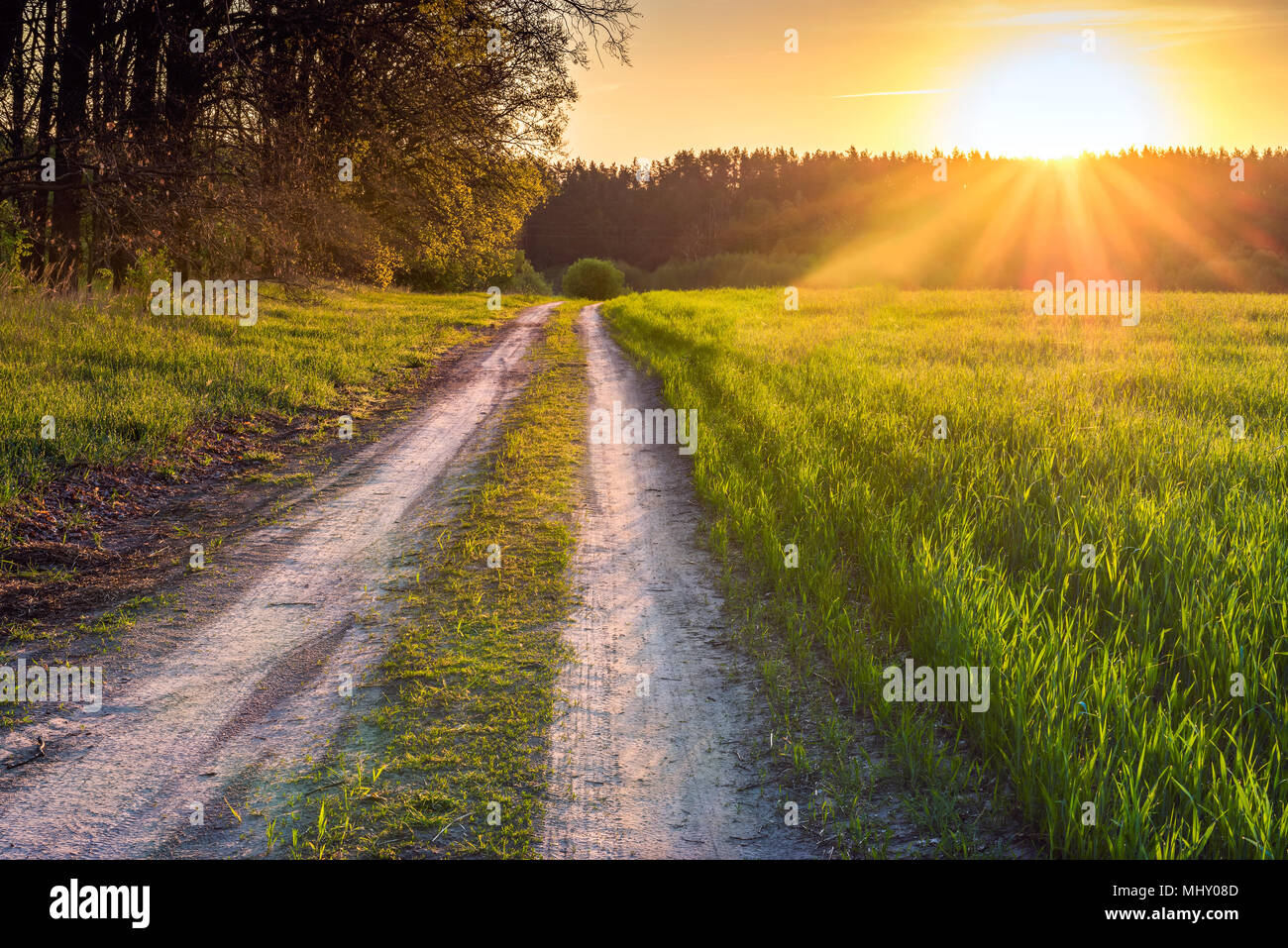 Alba nella primavera campo di grano nella regione di Kiev, Ucraina. La strada è lungo il campo di maggio. Foto Stock