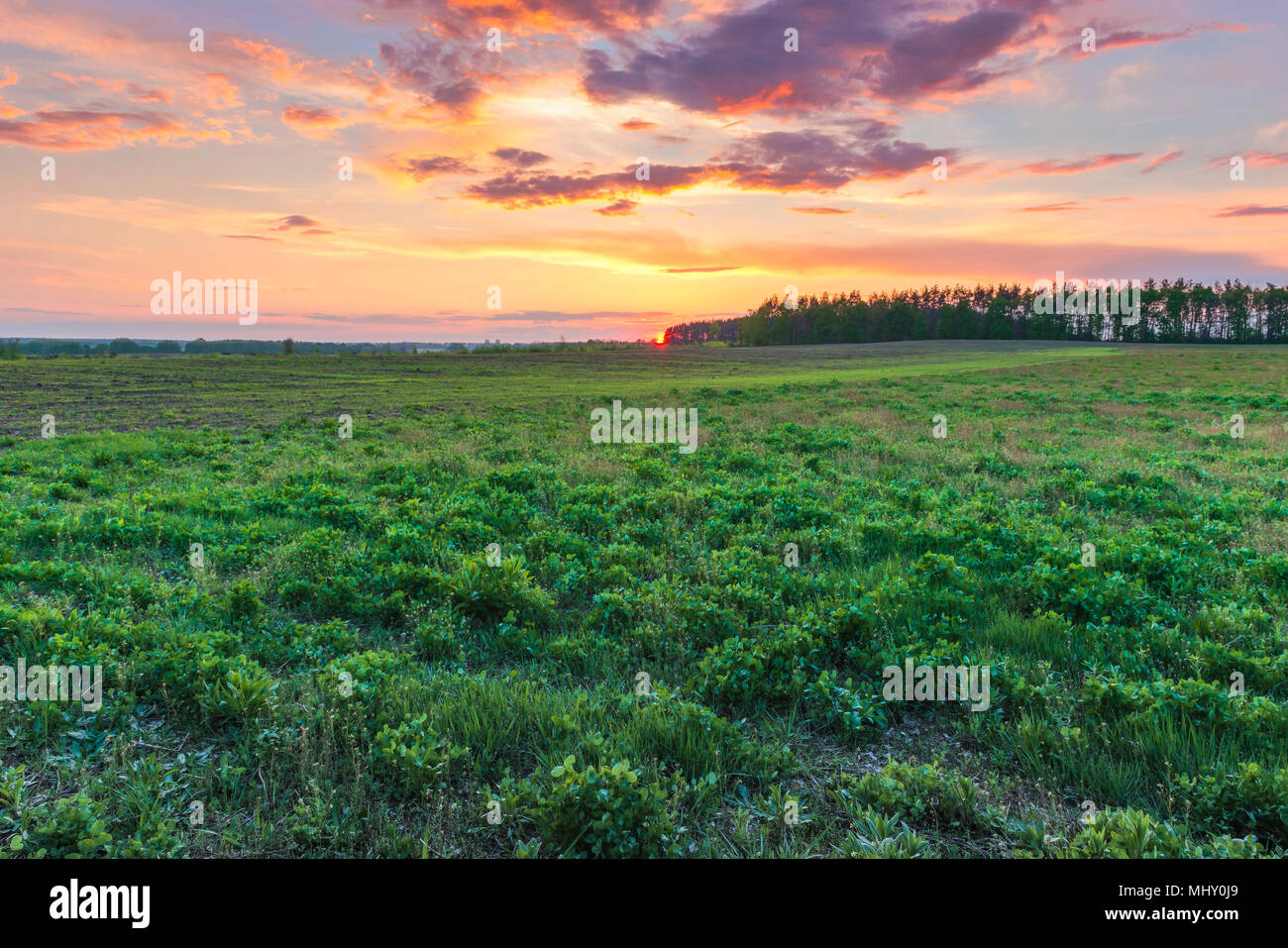 Tramonto nel campo primaverile nella regione di Kiev, Ucraina. Foto Stock