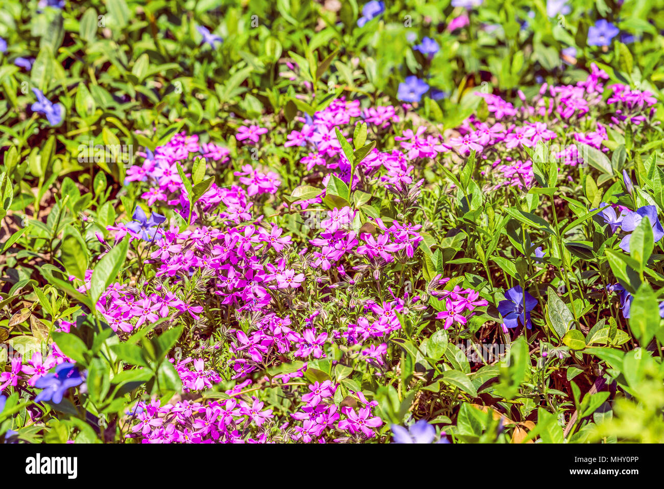 Il Phlox awl è a forma di rosa. Fiore sfondo vegetale orizzontalmente Foto Stock
