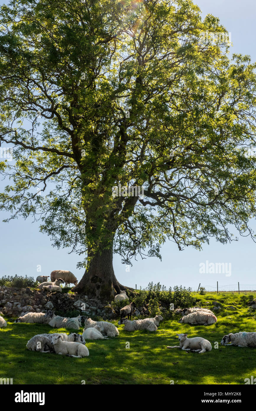 Pecore che dorme sotto un albero Malham Cove Malham Craven North Yorkshire, Inghilterra Foto Stock