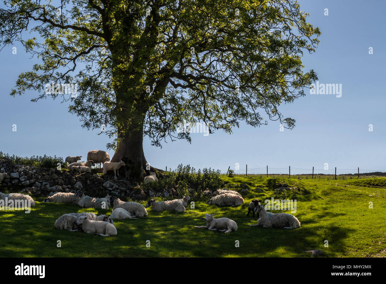 Pecore che dorme sotto un albero Malham Cove Malham Craven North Yorkshire, Inghilterra Foto Stock
