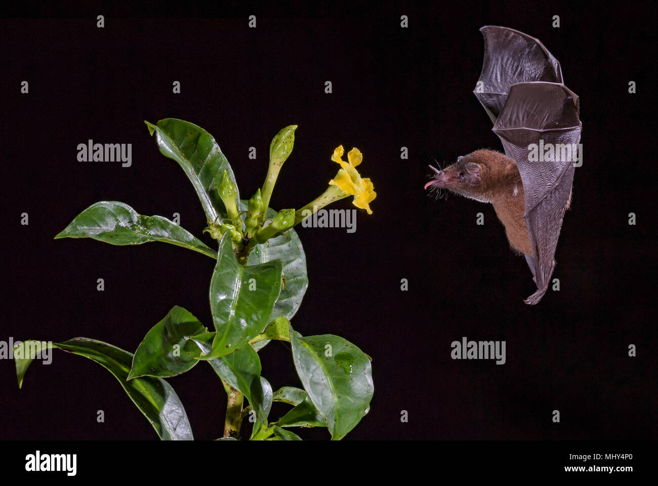 Nettare arancione Bat - Lonchophylla robusta, nuovo mondo foglia dal naso-bat nettare di alimentazione sul fiore nella notte, America Centrale foreste, Costa Rica. Foto Stock