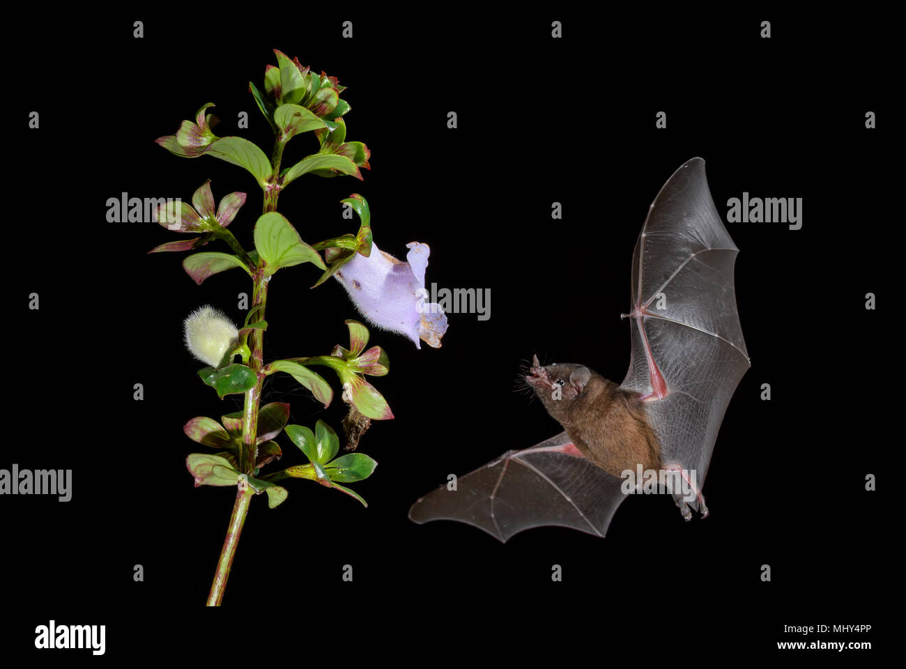 Nettare arancione Bat - Lonchophylla robusta, nuovo mondo foglia dal naso-bat nettare di alimentazione sul fiore nella notte, America Centrale foreste, Costa Rica. Foto Stock