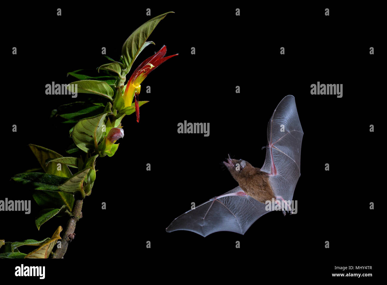 Nettare arancione Bat - Lonchophylla robusta, nuovo mondo foglia dal naso-bat nettare di alimentazione sul fiore nella notte, America Centrale foreste, Costa Rica. Foto Stock