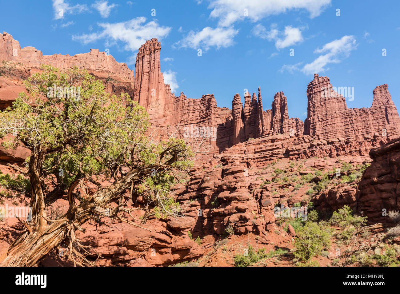Un antico albero di ginepro cresce sotto le torri di Fisher formazioni rocciose nei pressi di Moab, Utah. Foto Stock