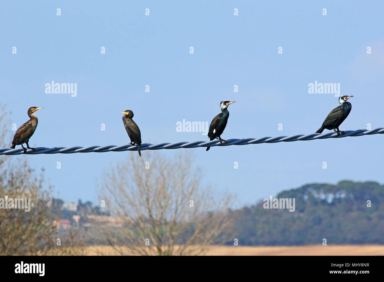 Il cormorano o uccelli di fegato arroccato su un filo con colori di allevamento latino la sottospecie phalacrocorax carbo sinensis famiglia pelecaniformes simbolo di Liverpool Foto Stock