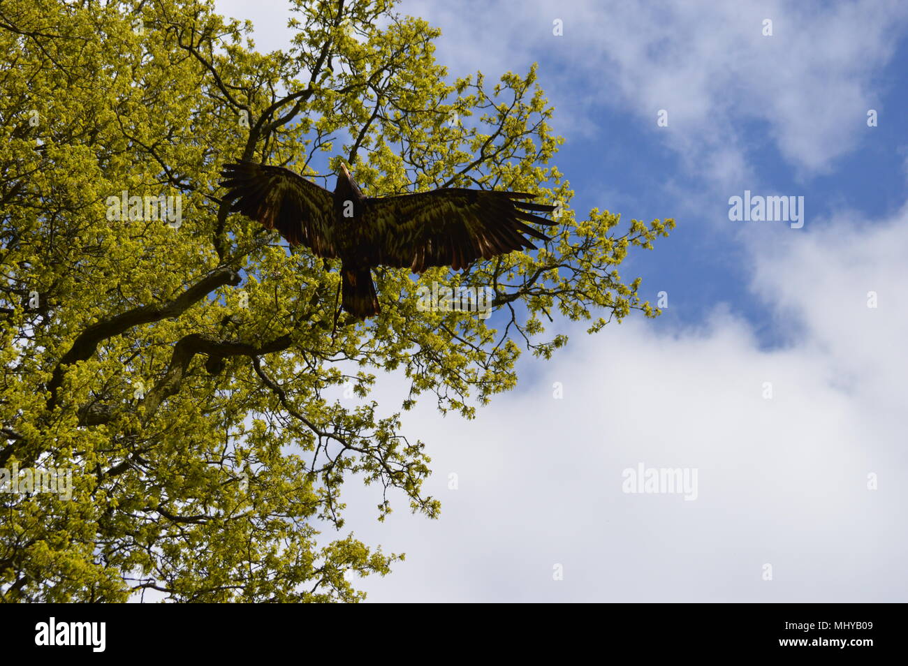 Eagle flying visualizza Foto Stock