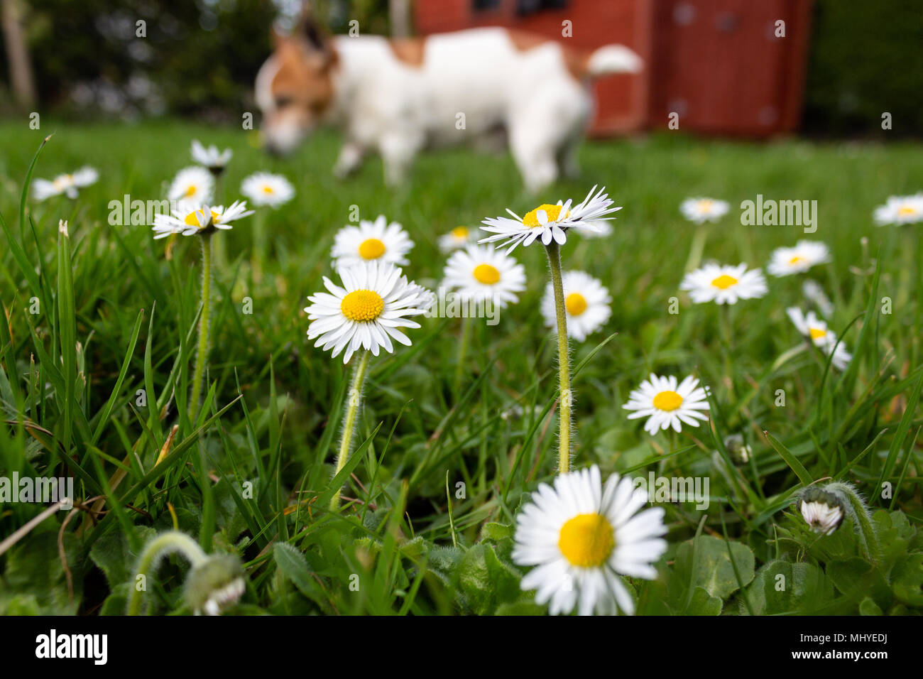 Primo piano delle margherite nel giardino in primavera con il cane in background Foto Stock