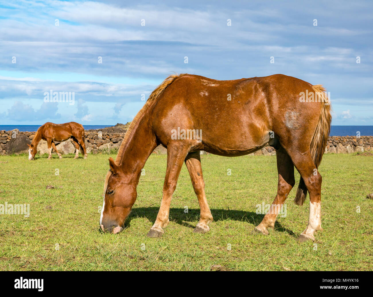 Cavalli selvaggi di pascolare su erba accanto al mare, con cielo blu, l'isola di pasqua, Cile Foto Stock