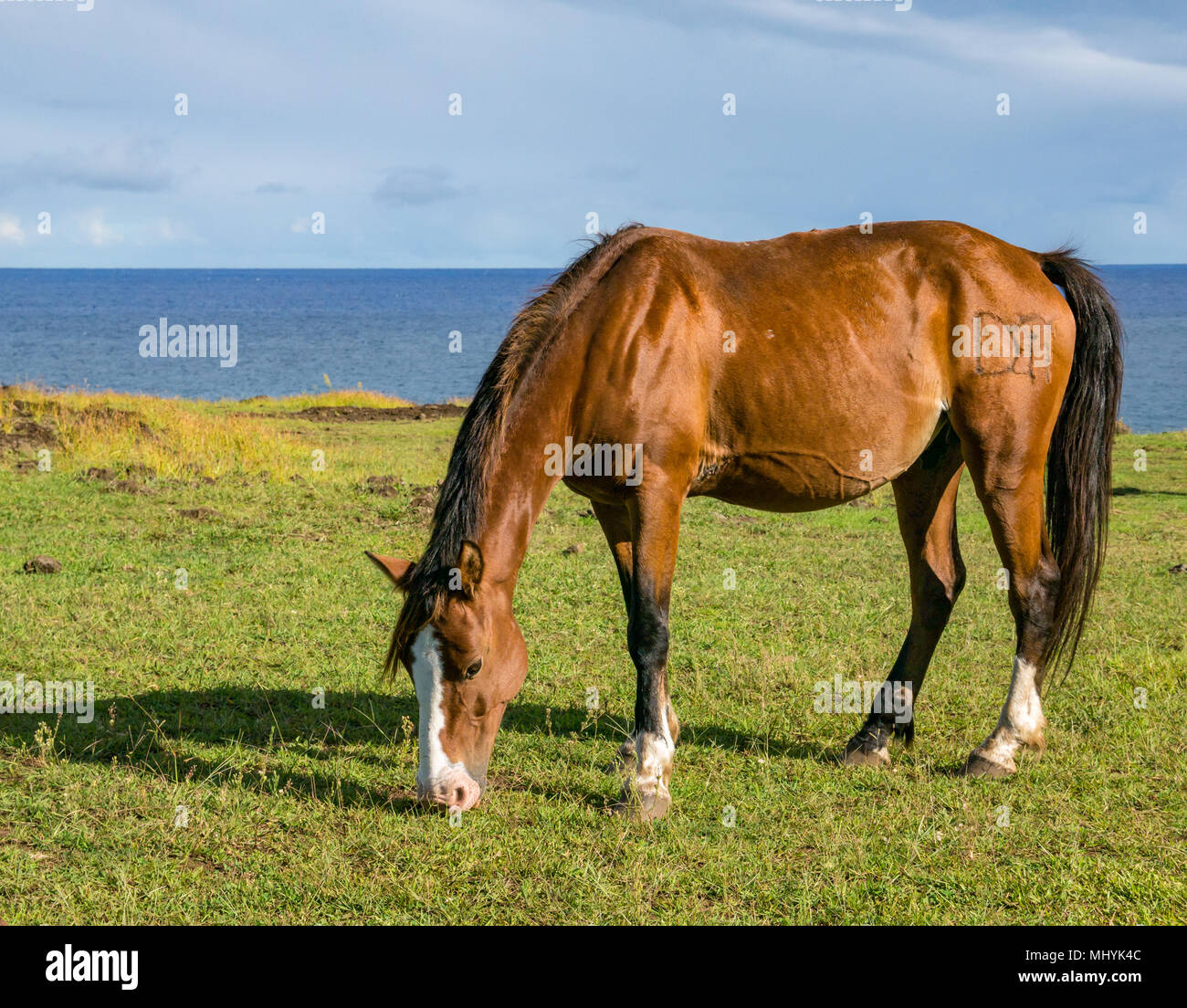 Wild Horse di pascolare su erba accanto al mare, con cielo blu, l'isola di pasqua, Cile Foto Stock