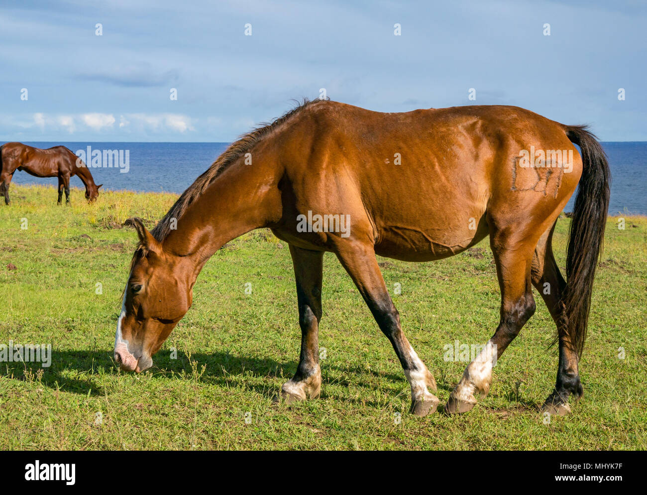 Cavalli che pascolano sull'erba accanto al mare, con cielo blu, Isola di Pasqua, Cile Foto Stock