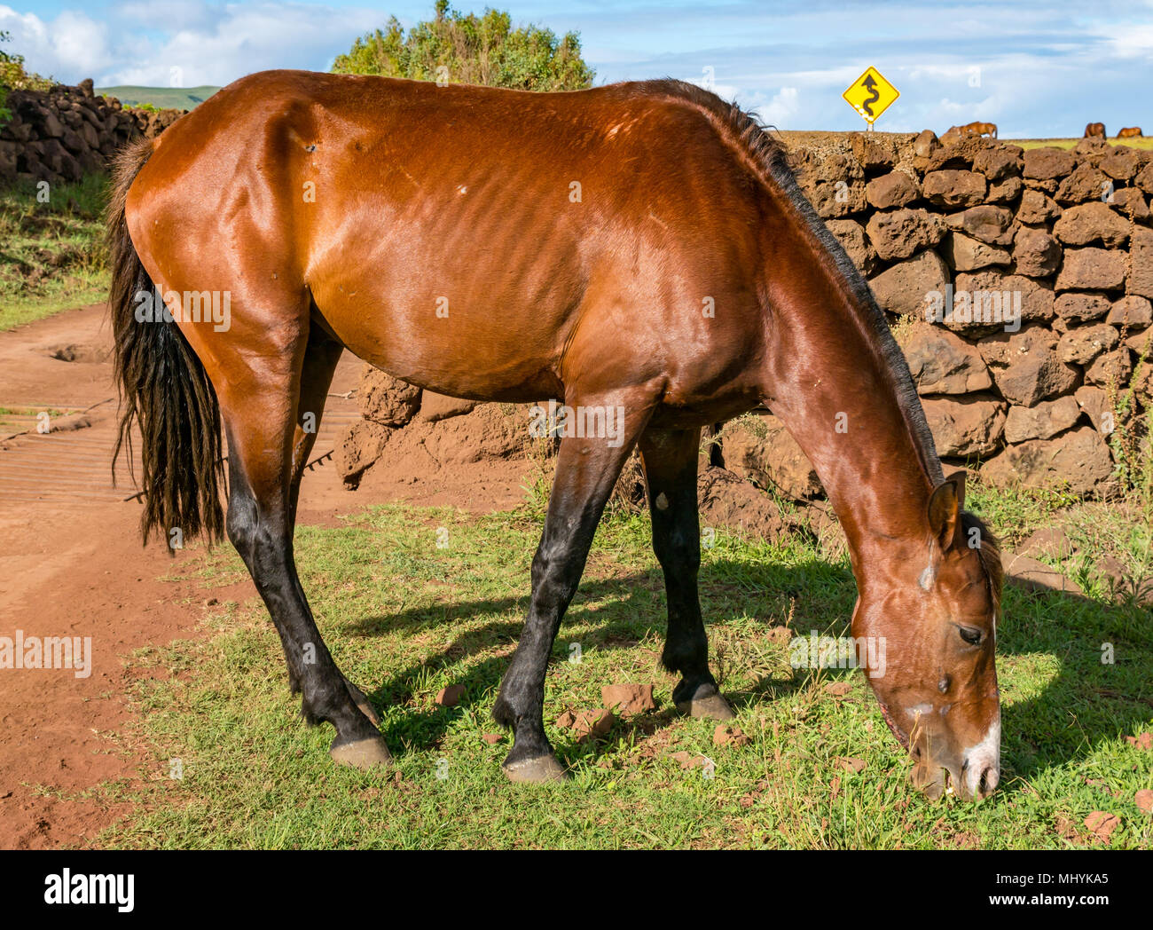 Wild Horse di pascolare su erba accanto al mare, con cielo blu, l'isola di pasqua, Cile Foto Stock