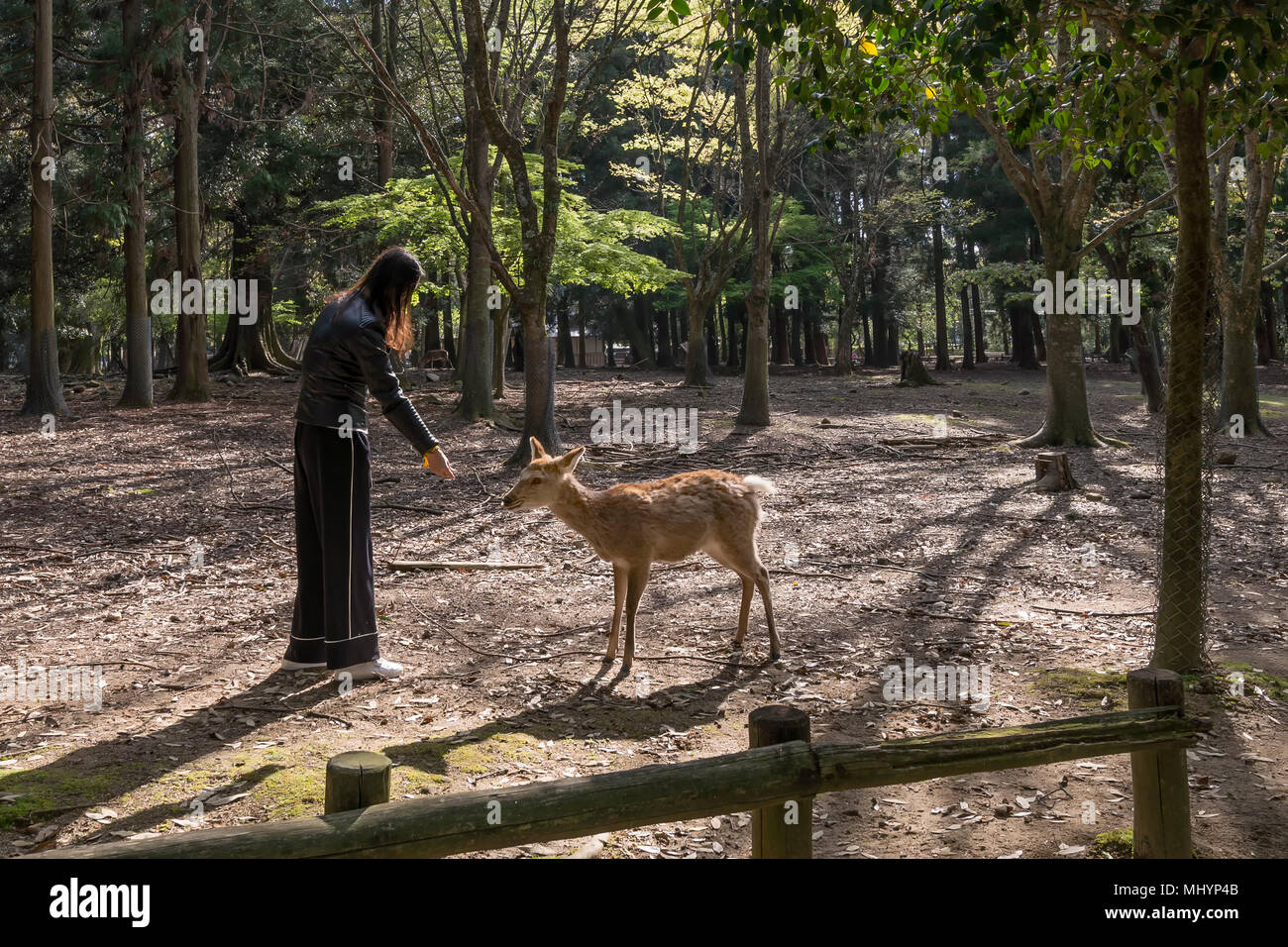 Donna alimentazione di un daino a Nara parco naturale, Giappone Foto Stock