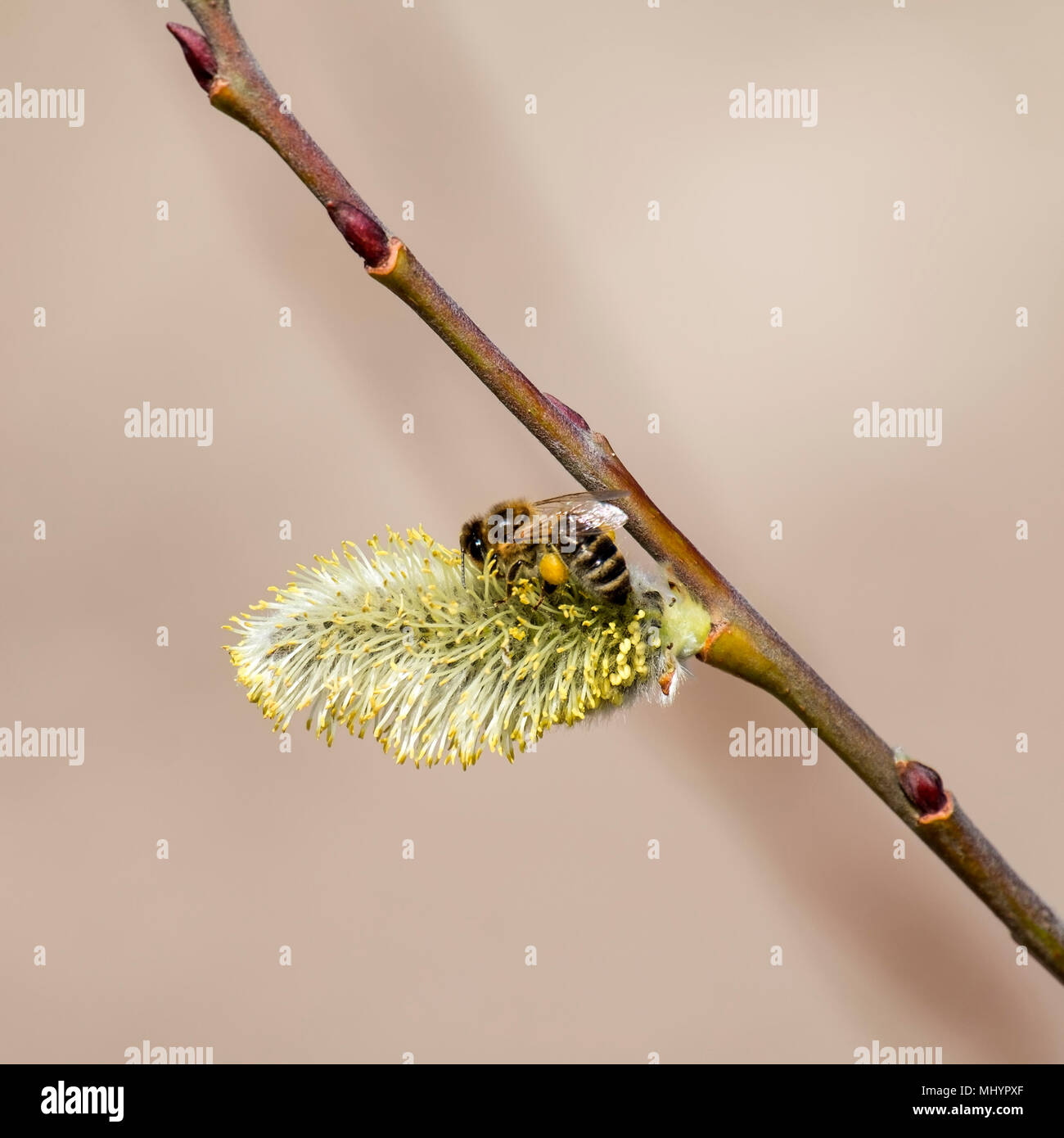 Il miele delle api raccoglie il polline da giallo willow guarnizioni (Apis mellifera) Foto Stock