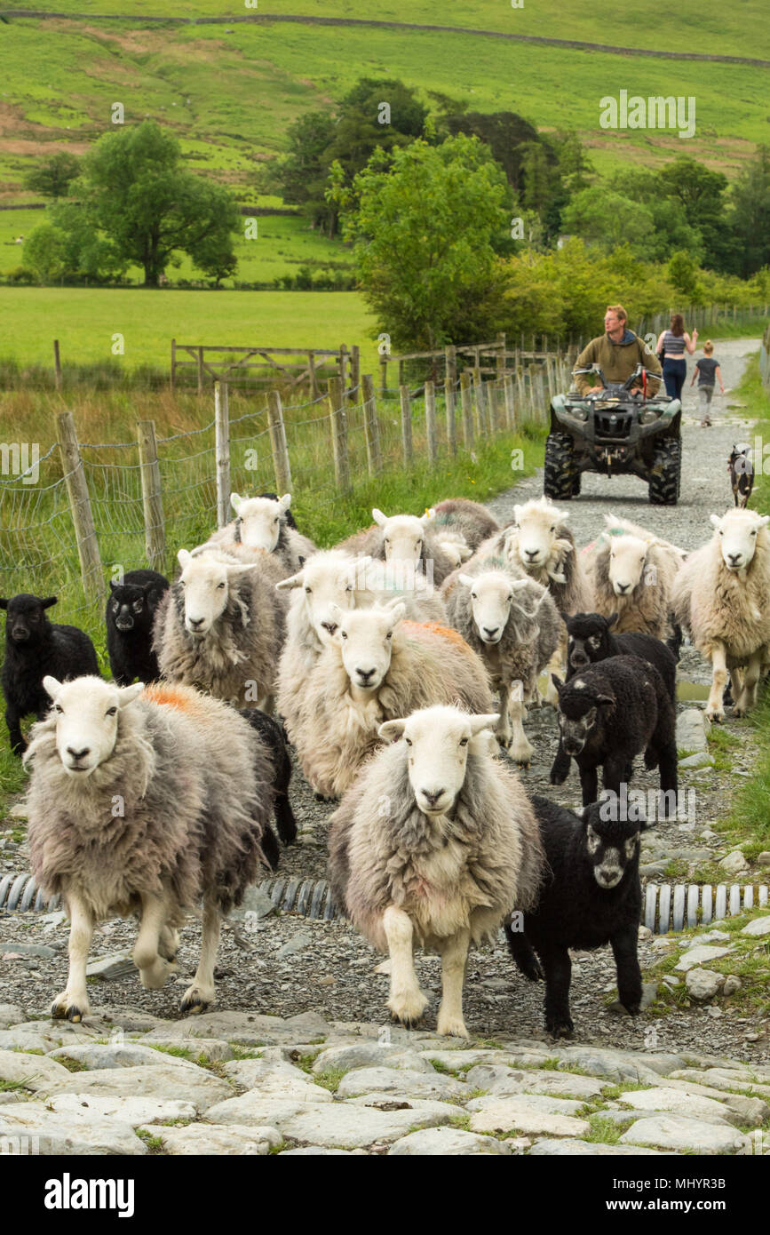 L'agricoltore e il suo gregge accanto al lago Buttermere, Lake District, Cumbria, Inghilterra, Regno Unito. Foto Stock