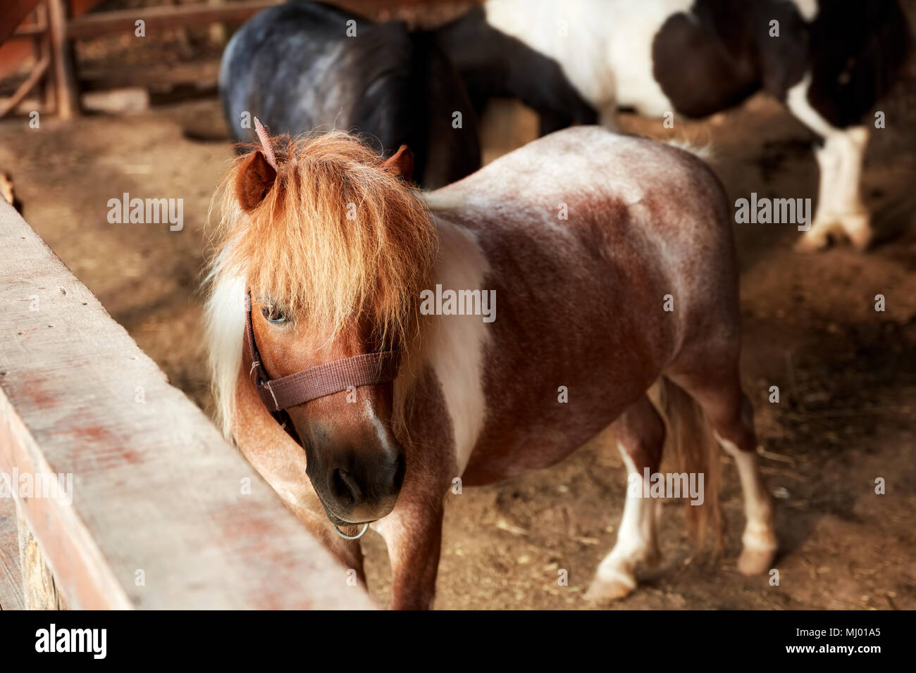 Belli e simpatici pony nel cavallo fattoria Foto Stock