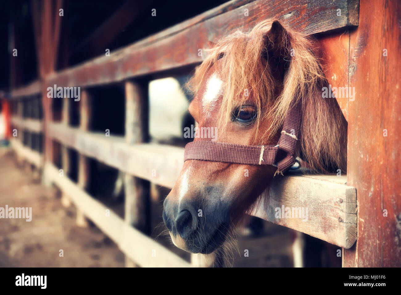 Ritratto di una bellissima e simpatici pony dietro la recinzione in legno in un allevamento di cavalli Foto Stock