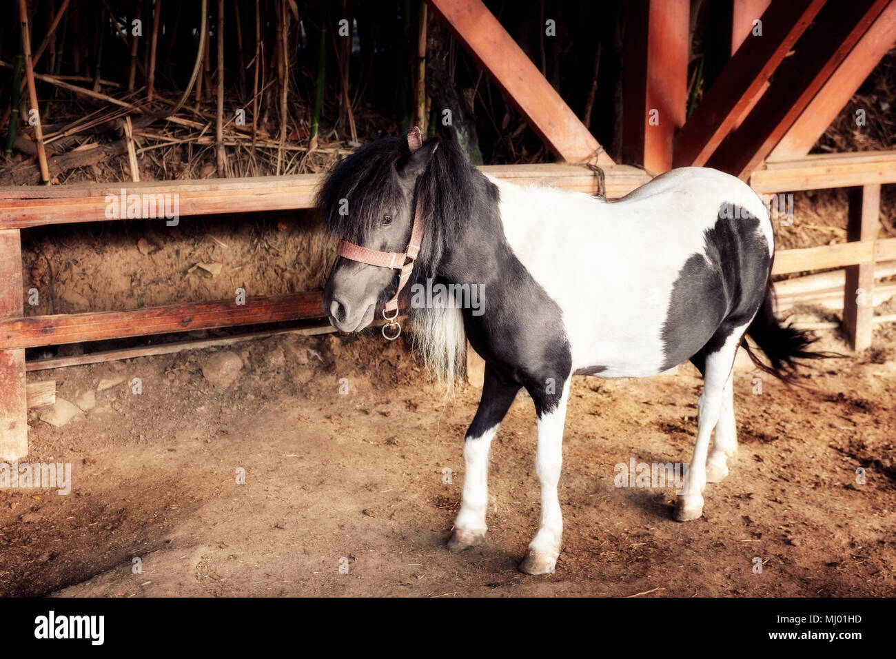 Bello e simpatico in bianco e nero pony passeggiate nella stalla Foto Stock