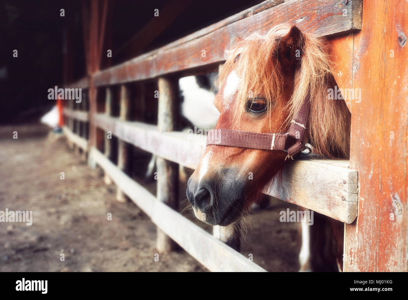 Ritratto di una bellissima e simpatici pony dietro la recinzione di legno Foto Stock