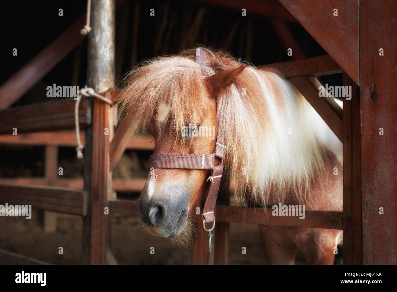 Ritratto di una bellissima e simpatici pony dietro la recinzione di legno Foto Stock