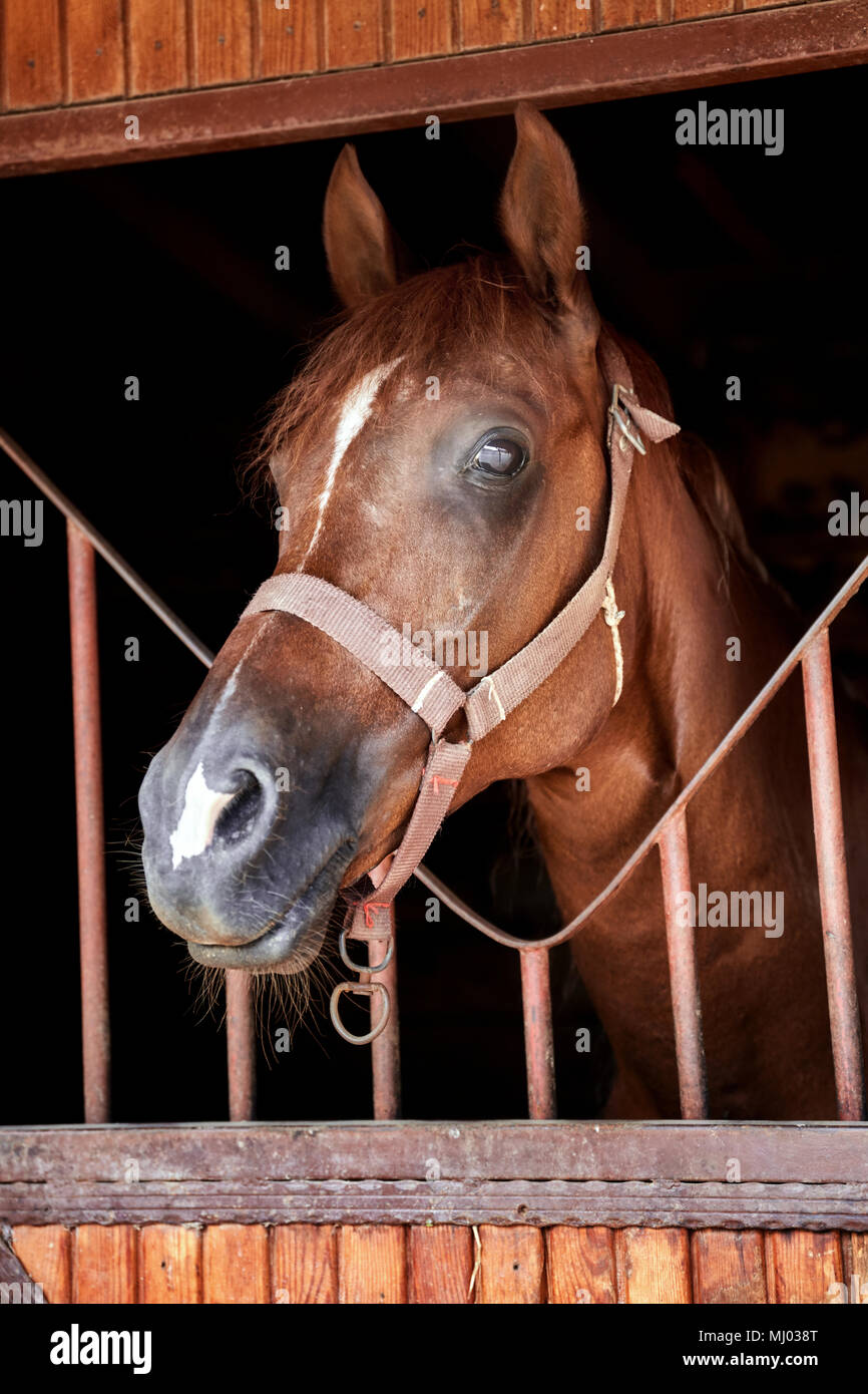 Closeup ritratto di un cavallo bellissimo dietro la porta della stalla Foto Stock