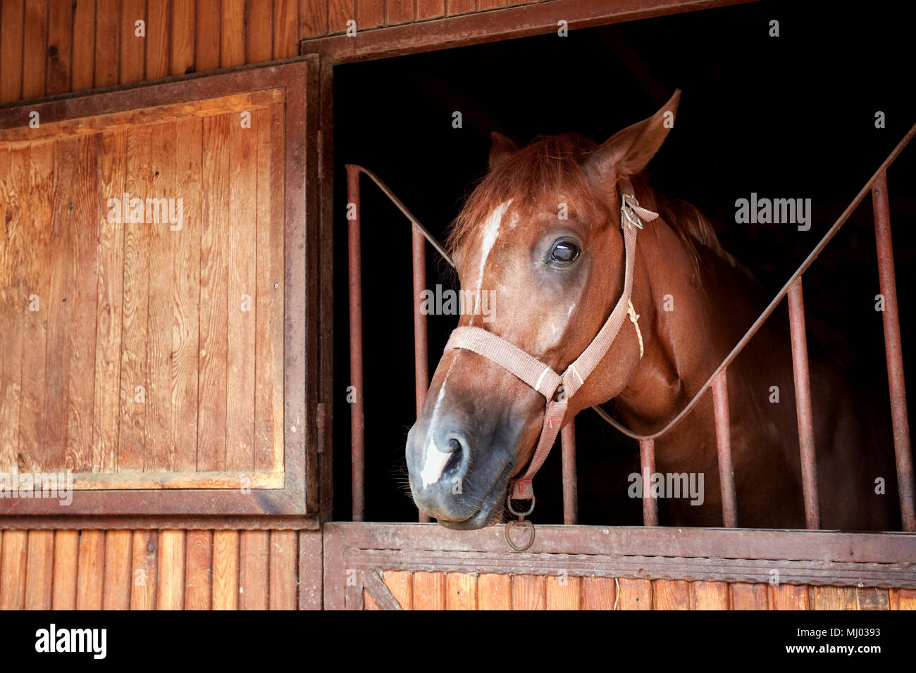 Closeup ritratto di un cavallo bellissimo dietro la porta della stalla Foto Stock