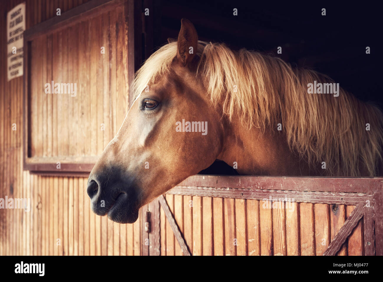 Ritratto di una giovane e bella marrone giallo cavallo in posa da un fienile in legno finestra Foto Stock