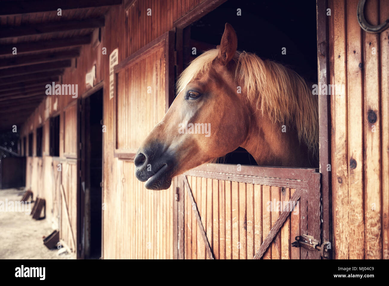 Profilo ritratto di una giovane e bella cavallo in posa da un fienile in legno finestra Foto Stock