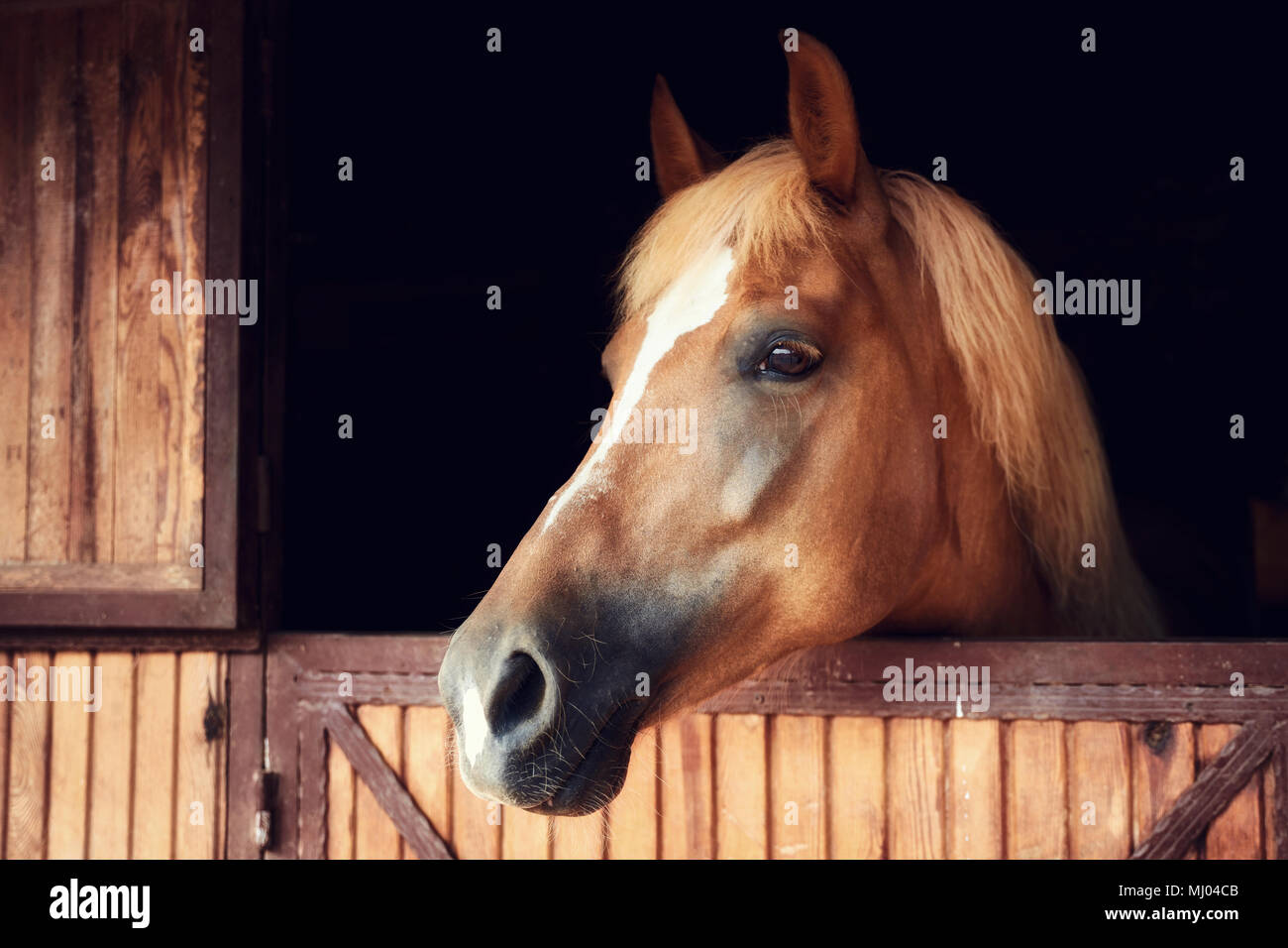 Profilo Closeup ritratto di un cavallo bellissimo dietro un di legno porta stabile Foto Stock