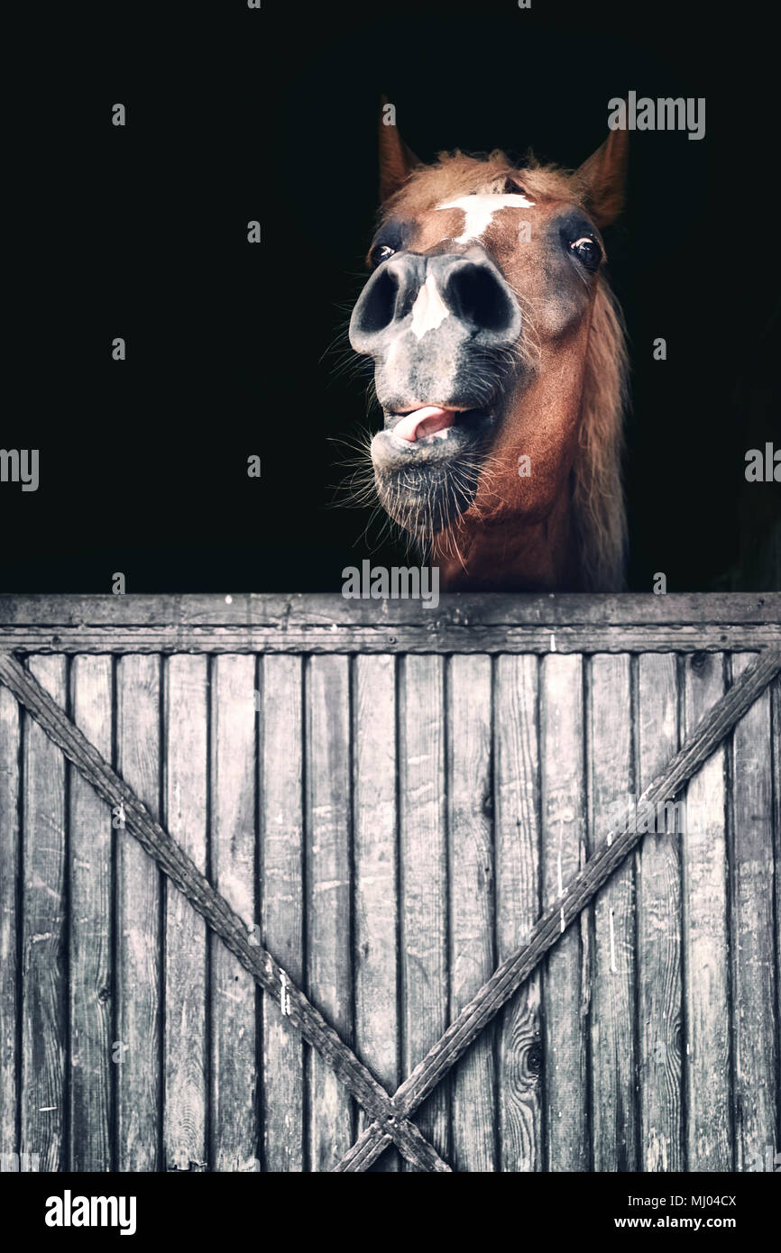 Ritratto di un cavallo con un divertente, inquieto e ansioso espressione dietro un fienile in legno cancello Foto Stock