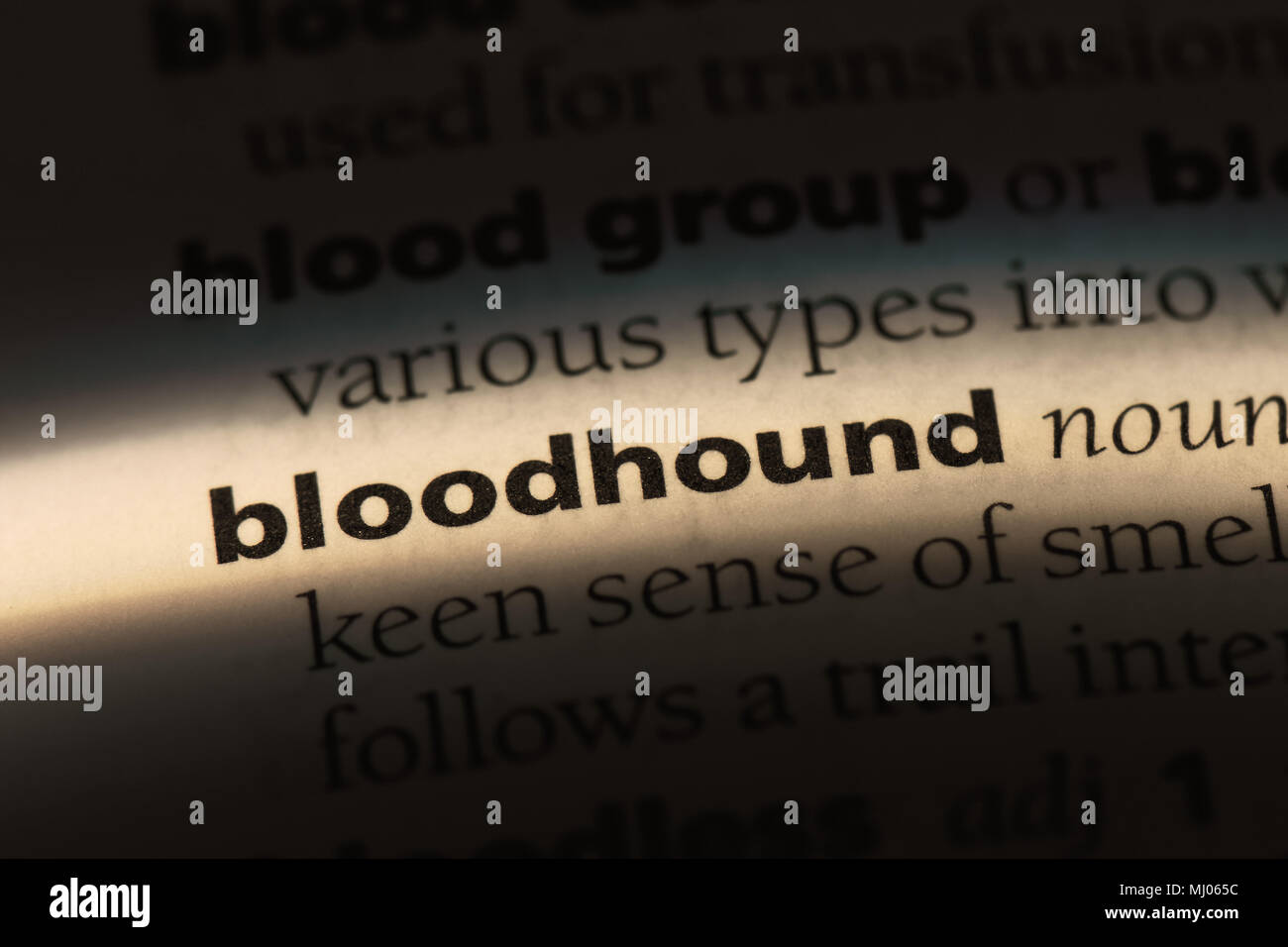 Bloodhound parola in un dizionario. concetto bloodhound. Foto Stock