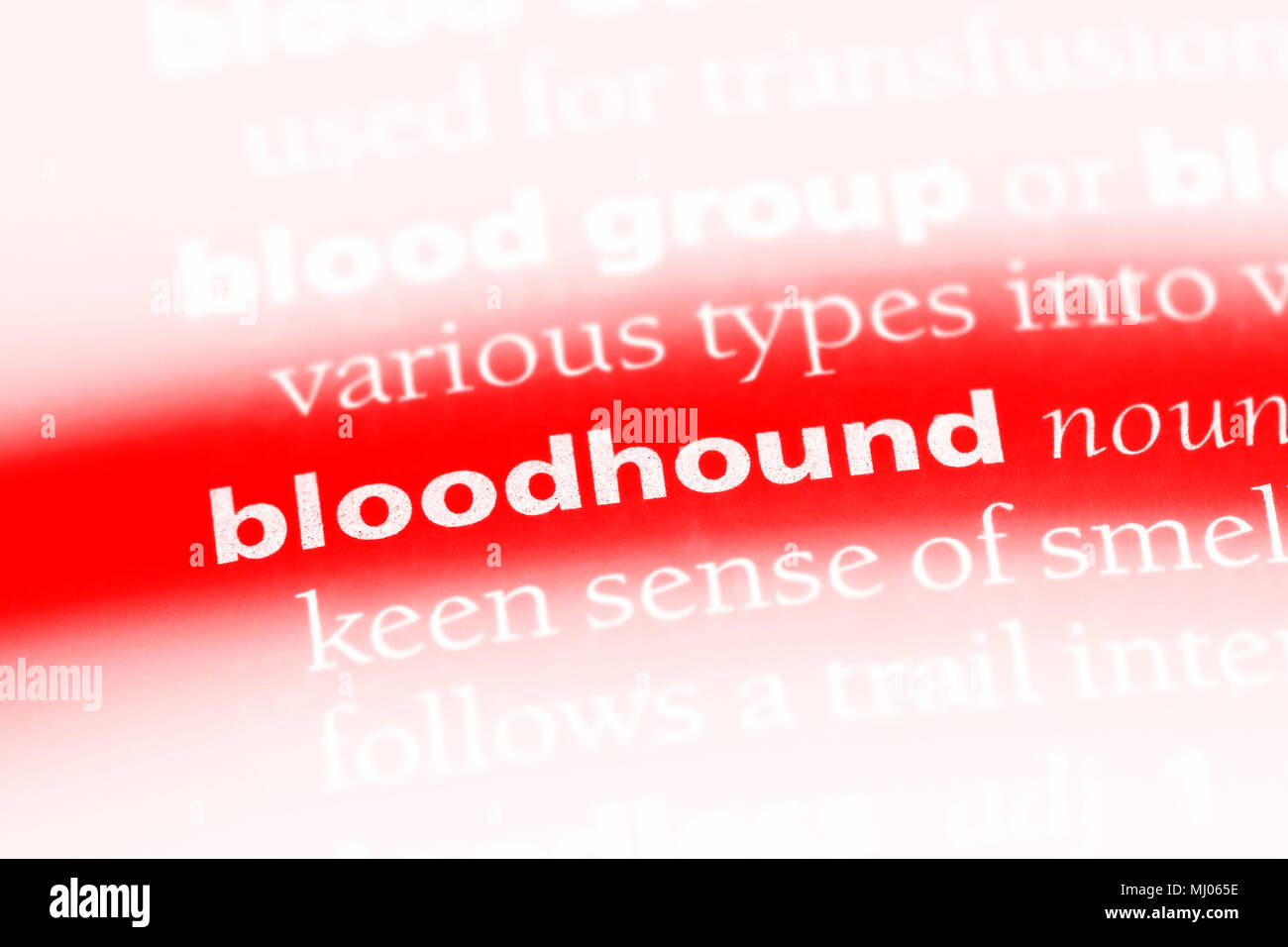 Bloodhound parola in un dizionario. concetto bloodhound. Foto Stock