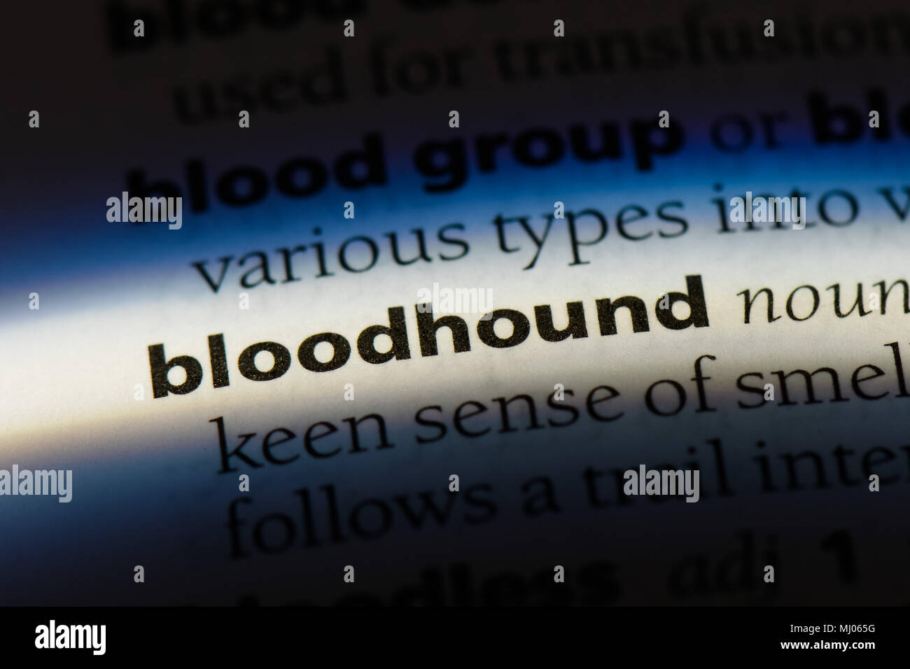 Bloodhound parola in un dizionario. concetto bloodhound. Foto Stock