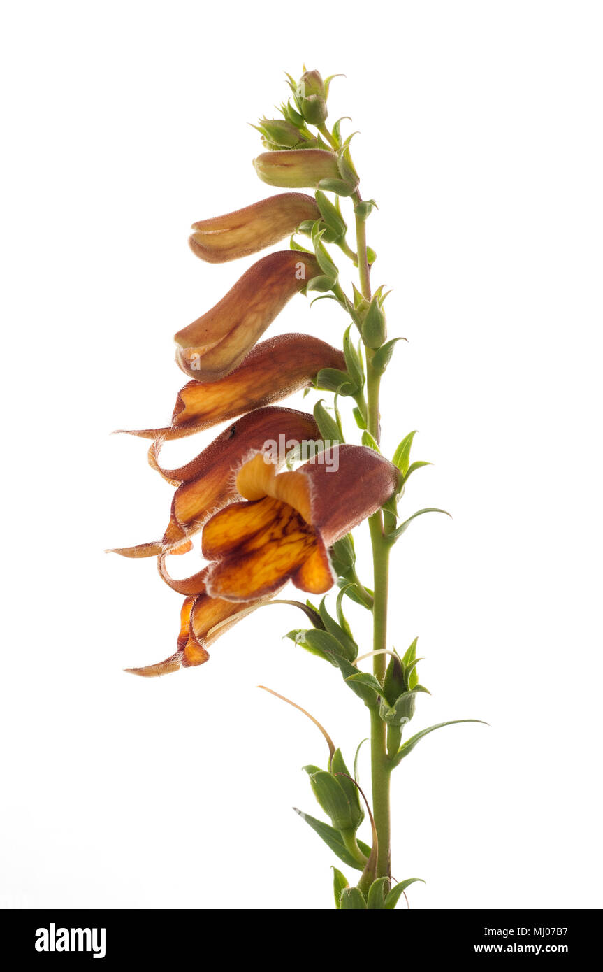 Digitalis obscura, su sfondo bianco, fiore Foto Stock Digitalis obscura, su sfondo bianco, fiore Foto Stock