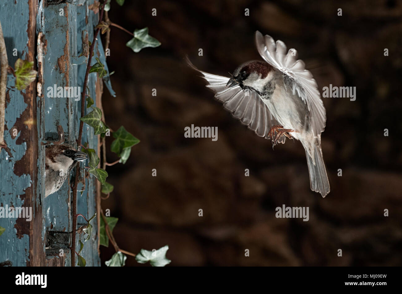 Flying sparrow, entrando nella finestra, Passer domesticus, maschio Foto Stock