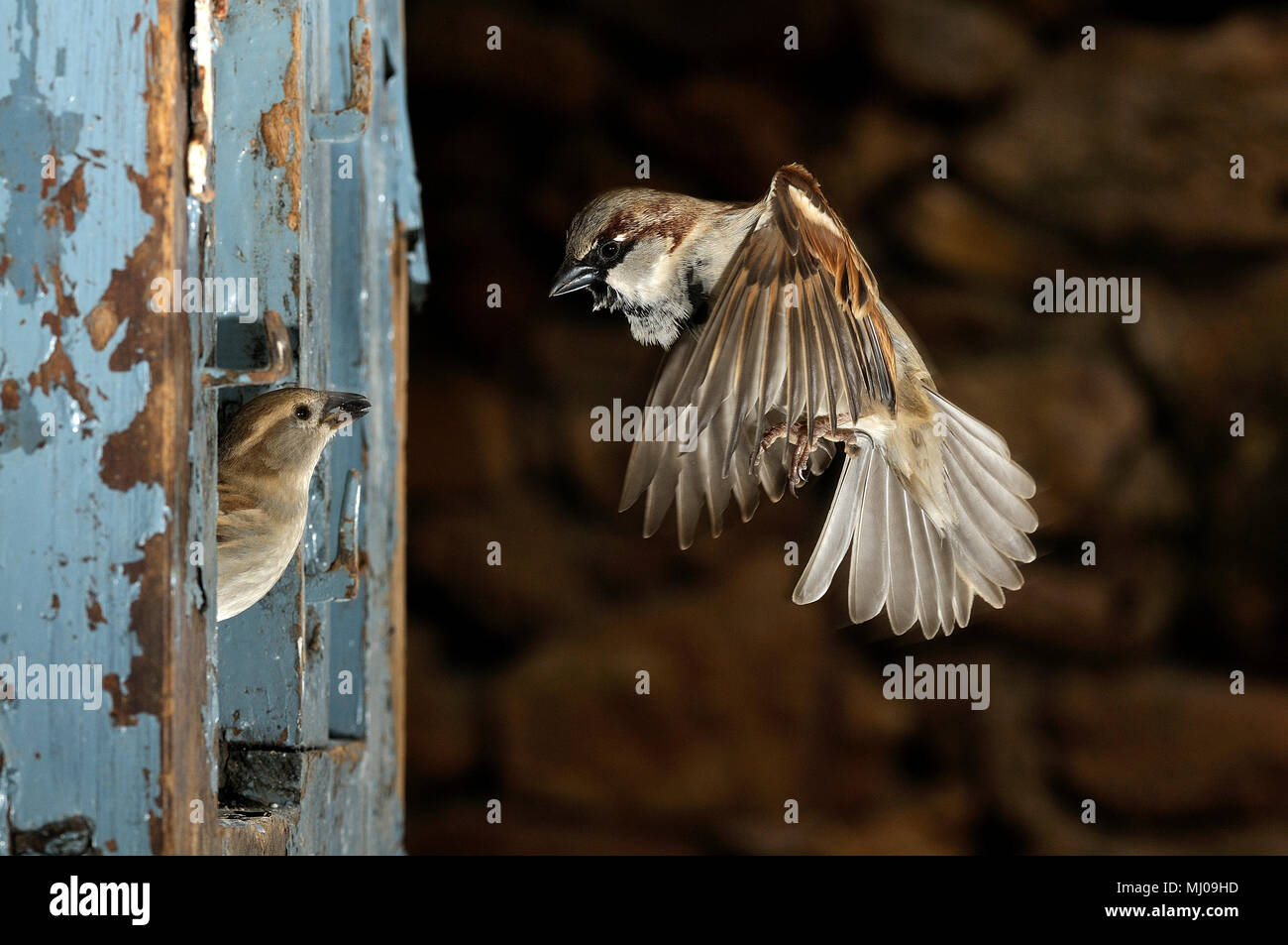 Flying sparrow, entrando nella finestra, Passer domesticus, maschio, femmina Foto Stock