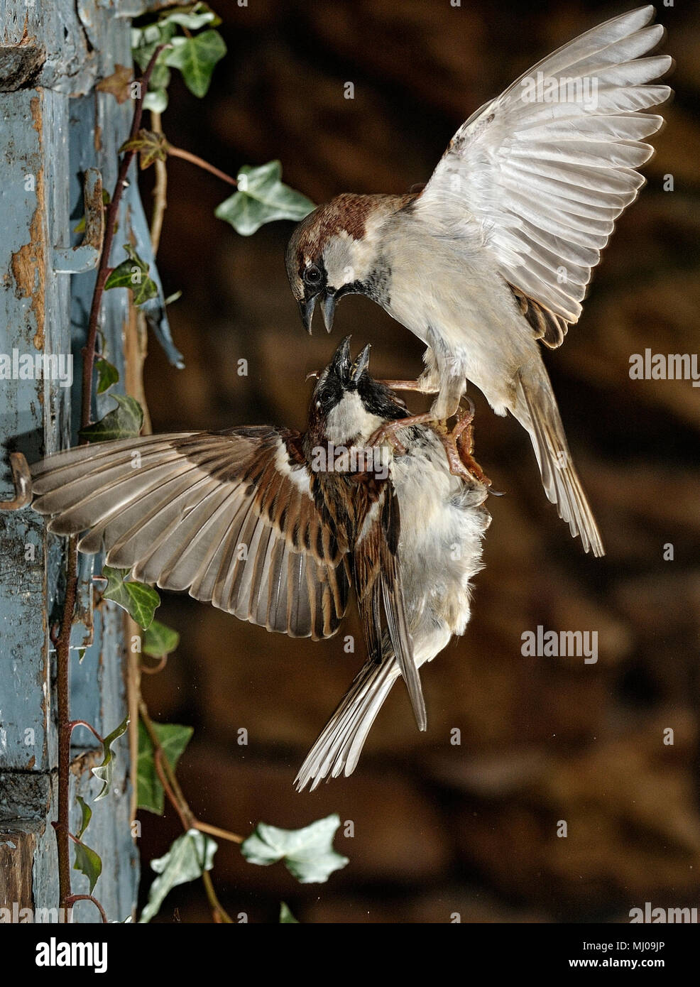 Flying sparrow, lotta di maschi, Passer domesticus Foto Stock