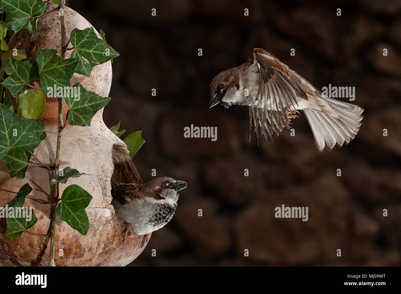 Flying sparrow, in bird feeder, Passer domesticus, maschio Foto Stock