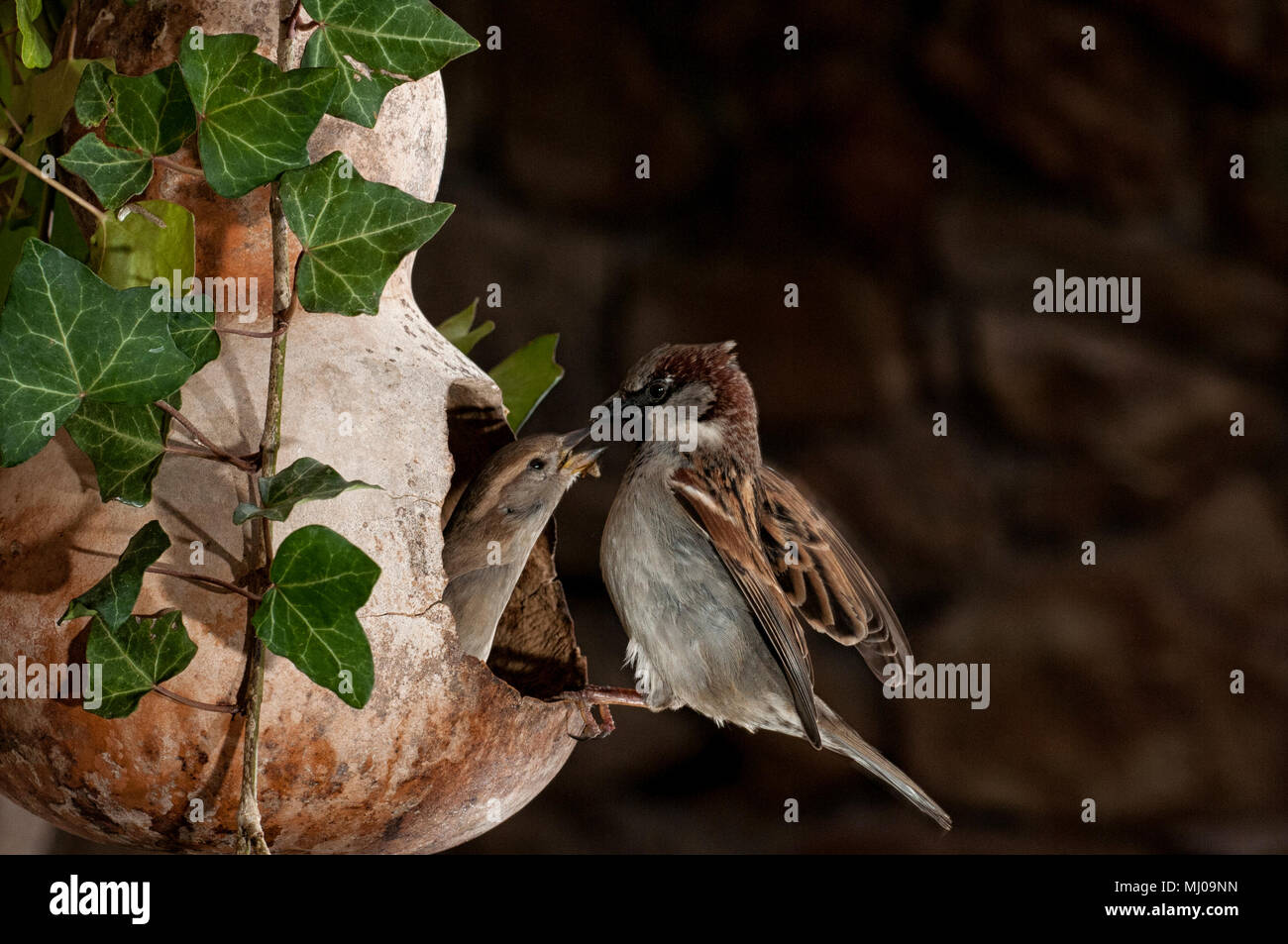 Flying sparrow, in bird feeder, Passer domesticus, maschio e femmina Foto Stock