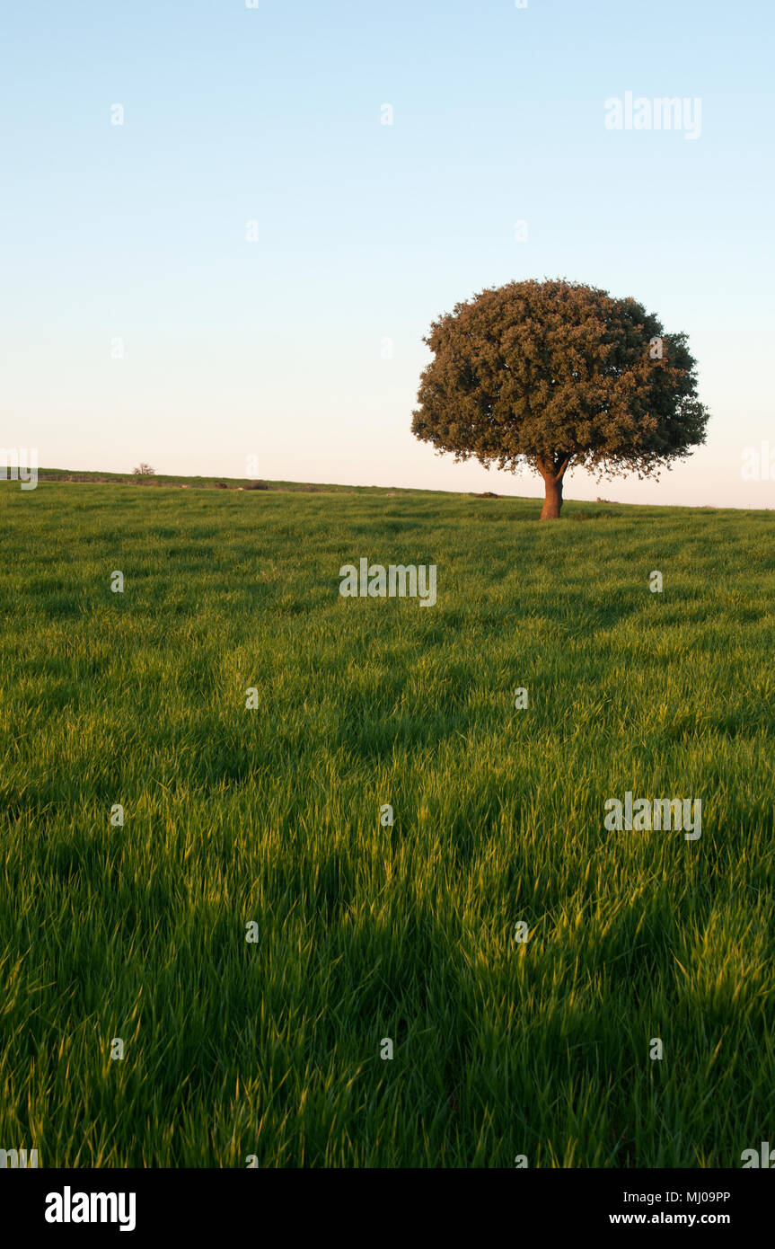 Il leccio sul verde del campo di cereali, Quercus ilex Foto Stock